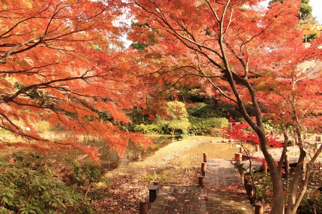 御殿山庭園（秋）