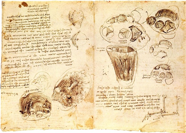 レオナルド、《心臓の弁と腱索の図》、ウィンザー紙葉19118-19r