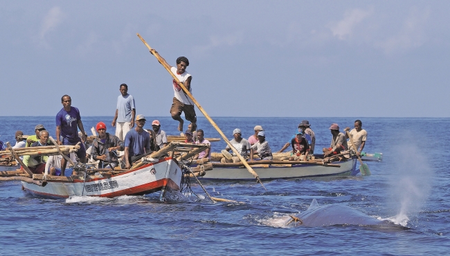 獲物を狙って跳ぶラマファ(C)Doug Bock Clark