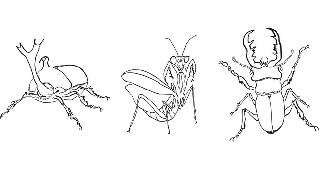 カマキリ先生直筆の昆虫ぬり絵