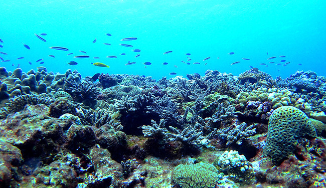 喜界島志度桶集落沖のサンゴ礁