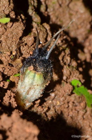 学名：Thismia nigricoronata （植物の一種）