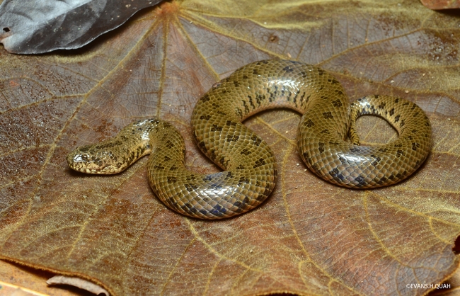 学名：Gyiophis salweenensis （ヘビの一種）