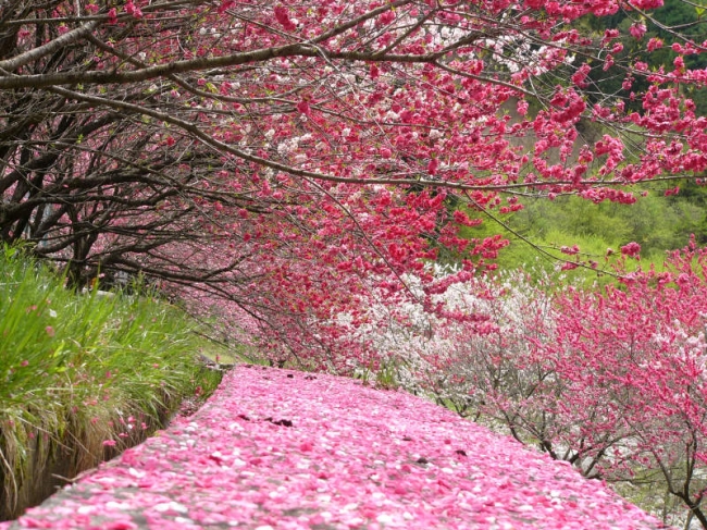 阿智村の花桃