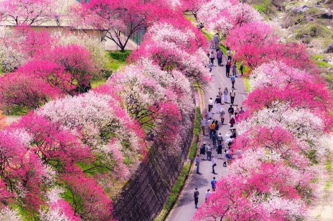 日本一の桃源郷【花桃の里】