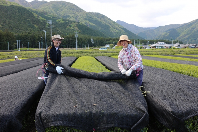 伊勢かぶせ茶の「かぶせ体験」