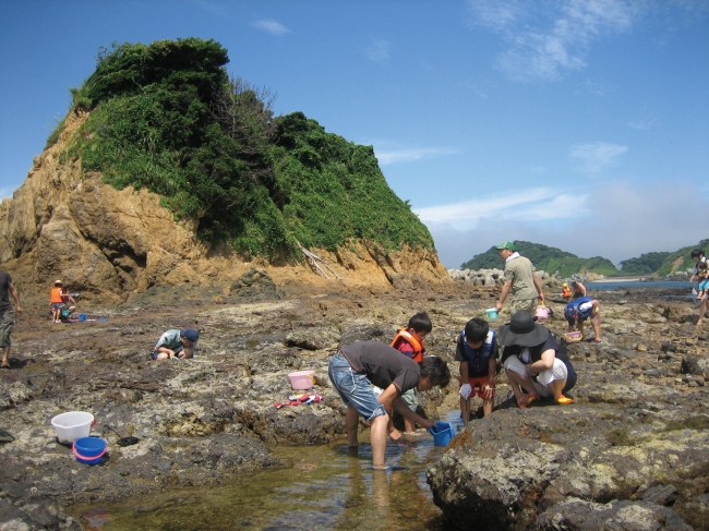 「幻の磯場」で生き物（イメージ）