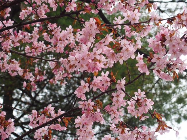 4月25日時点の大通公園の桜の様子