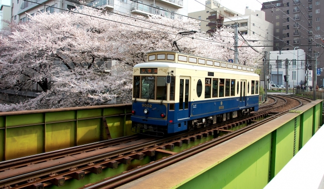 桜並木沿いを走る都電荒川線