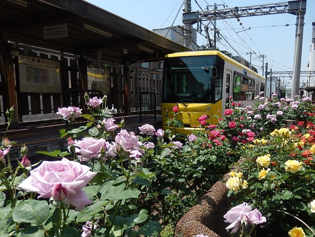 バラの景観を楽しめるさくらトラム（都電荒川線）