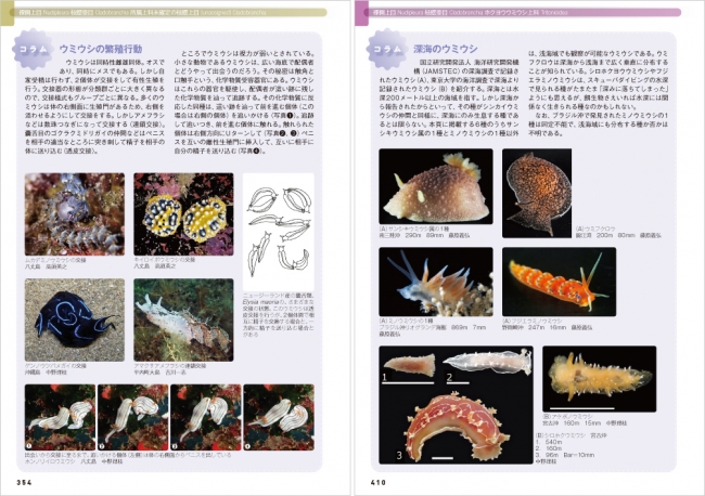 ウミウシの生活史や行動などを紹介するコラム