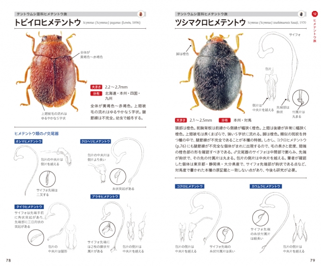 交尾器の解剖図