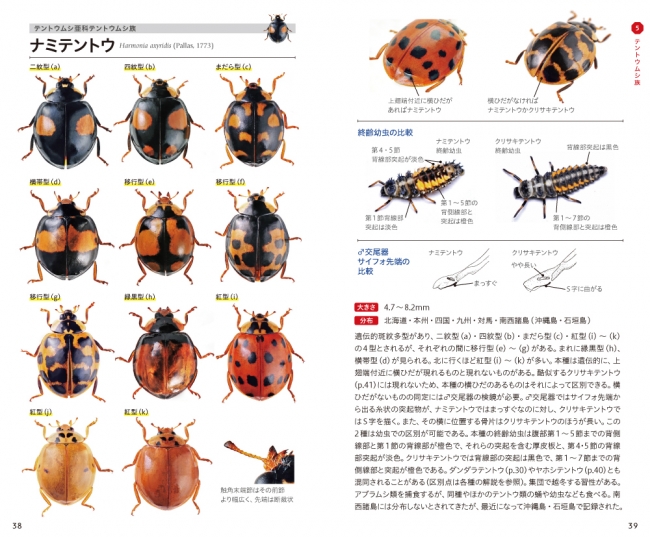 ナミテントウの斑紋バリエーション