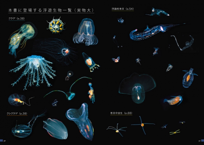 浮遊生物一覧