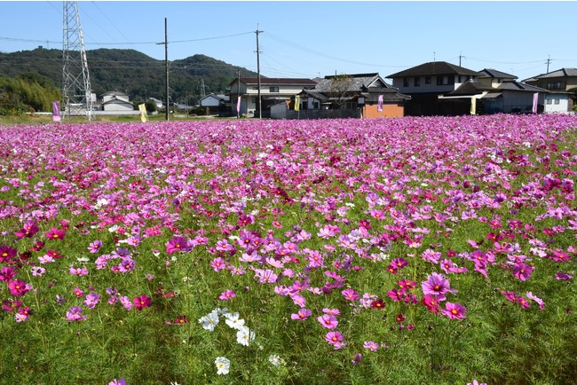 相生市の市花　コスモス