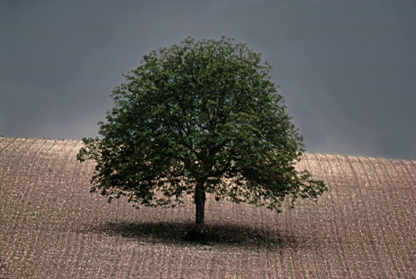 Walnut tree,  1976, Dordogne, France © Frank Horvat