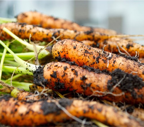 NATURES UNLIKELY TREAT：THE CARROT STORY