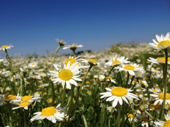 ENRICHED WITH OUR COMMUNITY TRADE CAMOMILE FROM ENGLAND