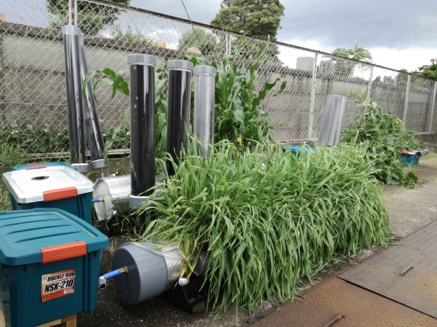 「チャレンジ国分」敷地内での大型装置の栽培実験 野菜だけでなく麦やトウモロコシの栽培もしている