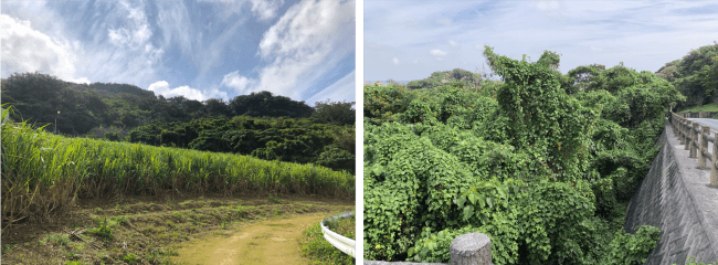 今回測量を実施した傾斜地（沖縄県八重瀬町）