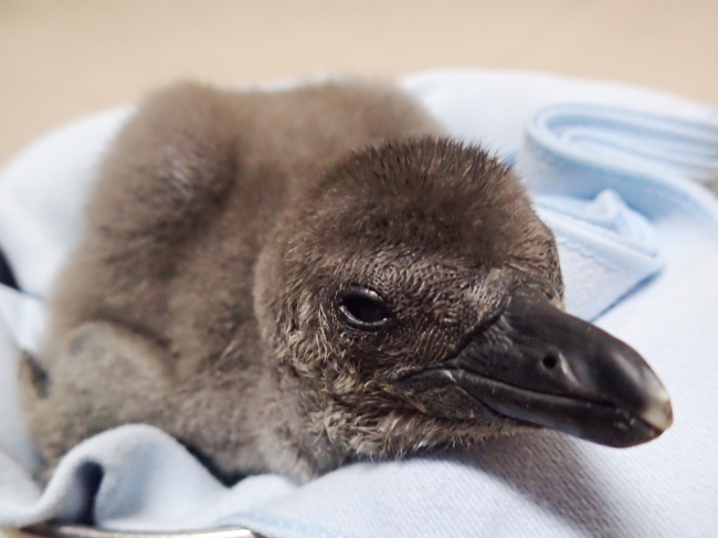 4月1日生まれのケープペンギンの赤ちゃん（生後3日目）