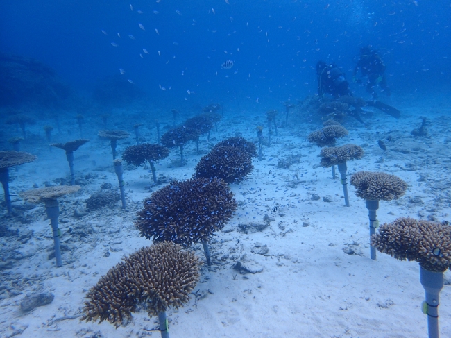 恩納村の海でのサンゴの育成の様子