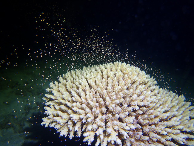 サンシャイン水族館が管理しているサンゴの産卵（恩納村の海中）(2020年6月)