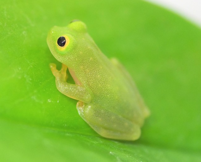 フライシュマンアマガエルモドキ