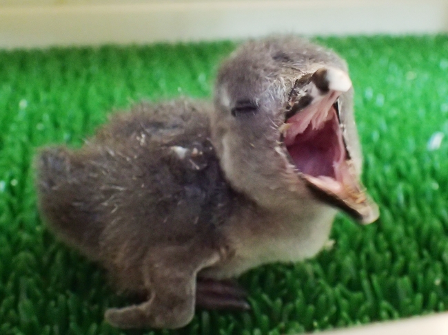 1月29日生まれのケープペンギンの赤ちゃん（生後1日目の写真）