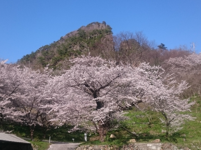 江戸時代に手掘りで山を割った佐渡金銀山のシンボル、道遊の割戸(どうゆうのわりと）