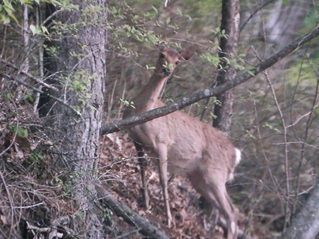 山に住まう鹿