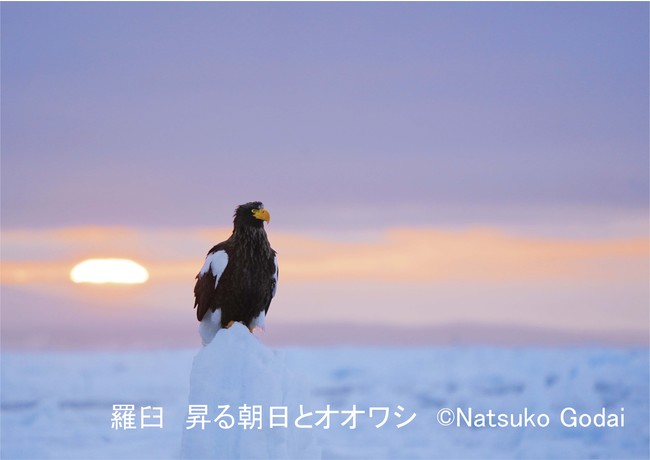 羅臼　昇る朝日とオオワシ　伍代が最も気に入っている作品のひとつ。