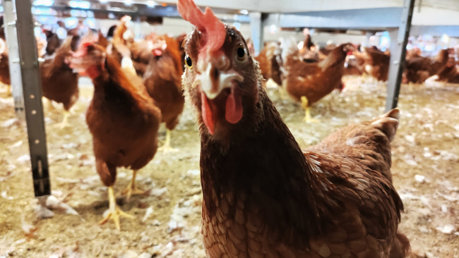 国内のケージフリー飼育