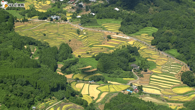 大山千枚田