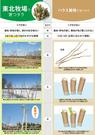 東北牧場のタラの芽と一般的なタラの芽の違い