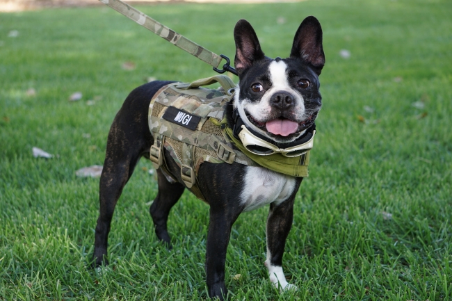 Compact K9 Tactical Dog MOLLE Vest マルチカム 税込12,500円～