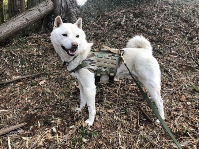 どんな毛色にも合わせやすいマルチカム