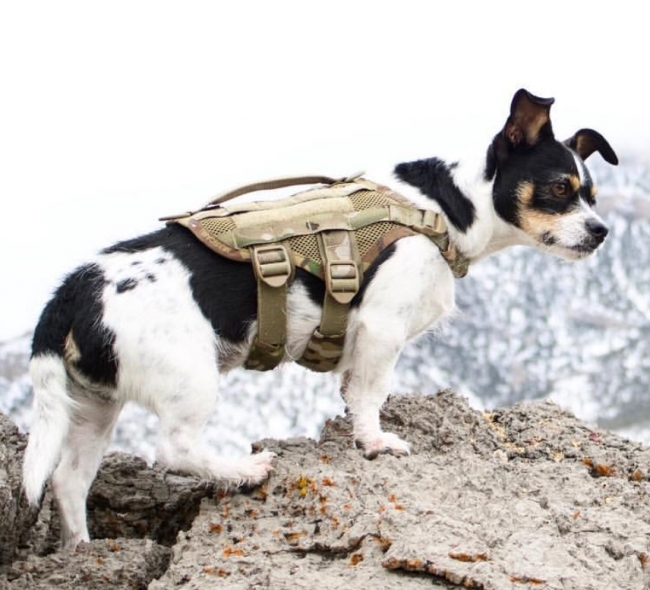 Compact K9 Tactical MOLLE Dog Vest Multicam