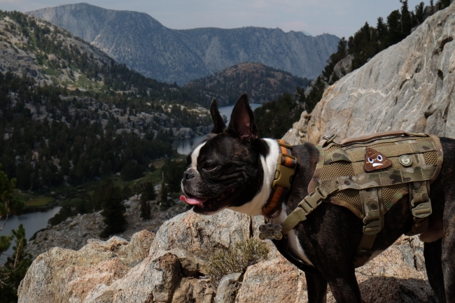 Compact K9 Tactical MOLLE Dog Vest Multicam