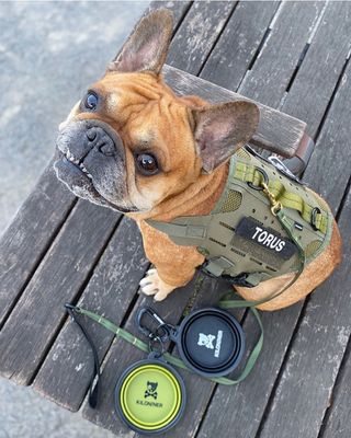 11,220円以上ご購入で人気の「CB1 Collapsible Pet Bowl（OD Green）」をプレゼント！