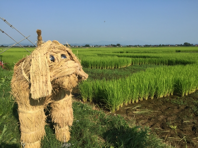 潟東小児童制作の犬のわらアート