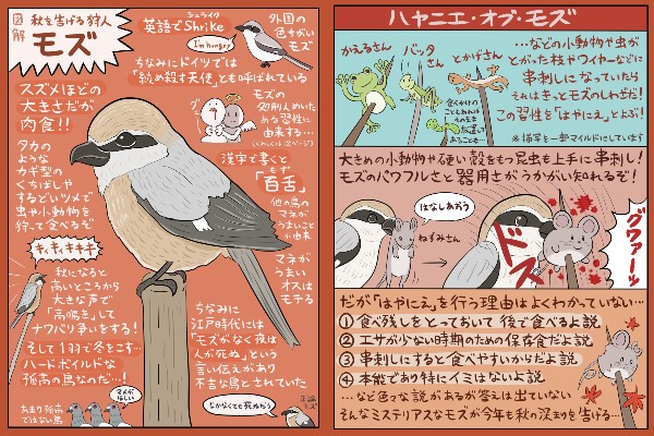 約2万7000RT、約2万9000“いいね”がついた「モズ」の図解（2016年10月6日投稿）