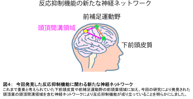 図４：　今回発見した反応抑制機能に関わる新たな神経ネットワーク