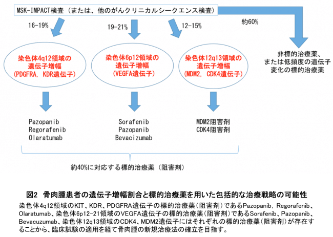 図2　骨肉腫患者の遺伝子増幅割合と標的治療薬を用いた包括的な治療戦略の可能性 