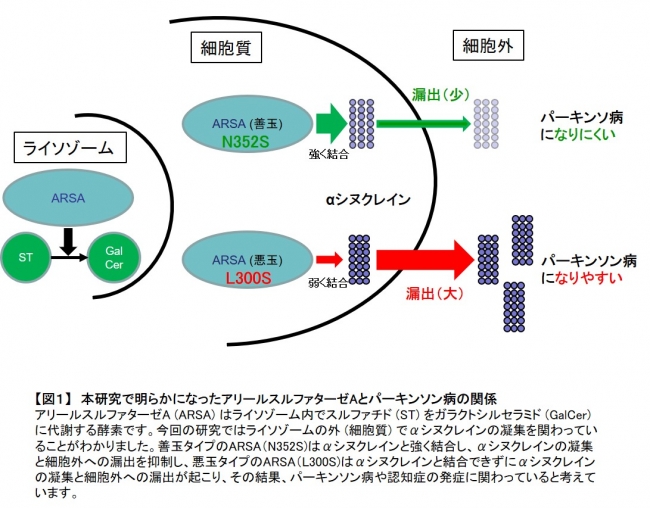 【図１】　本研究で明らかになったアリールスルファターゼAとパーキンソン病の関係　