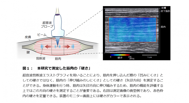 【図１】本研究で測定した筋肉の「硬さ」