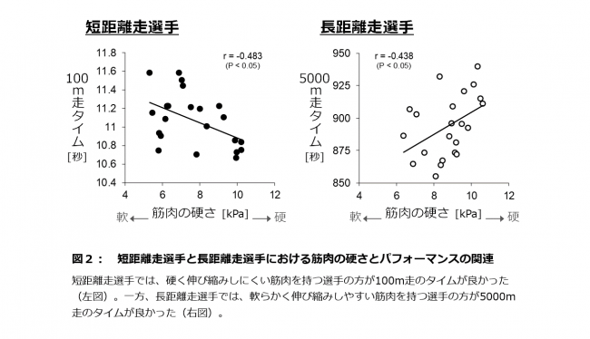 【図２】短距離走選手と長距離走選手における筋肉の硬さとパフォーマンスの関連