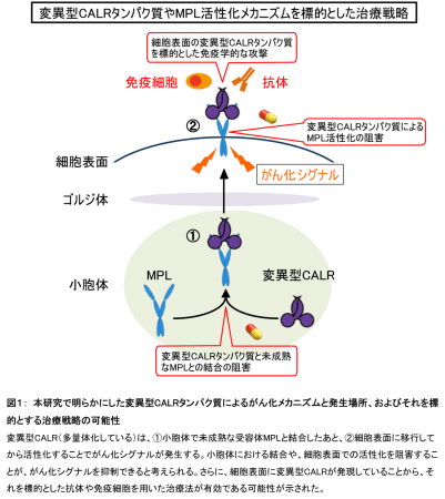 図１： 本研究で明らかにした変異型CALRタンパク質によるがん化メカニズムと発生場所、およびそれを標的とする治療戦略の可能性