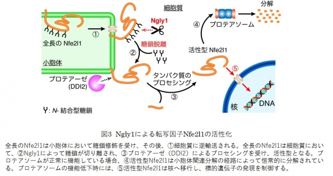 図3  Ngly1による転写因子Nfe2l1の活性化