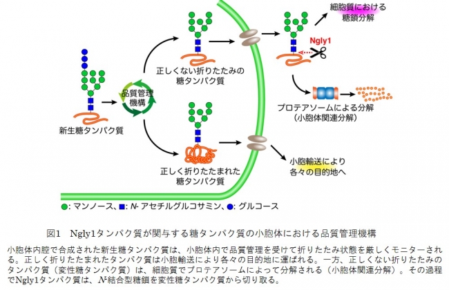 図1　Ngly1タンパク質が関与する糖タンパク質の小胞体における品質管理機構